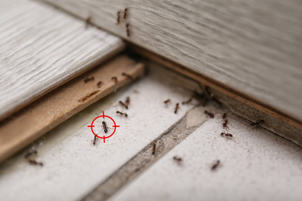 Best Residential Pest Control  in Hoopa, CA