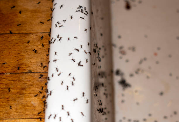 Best Ant Control Services  in Hoopa, CA